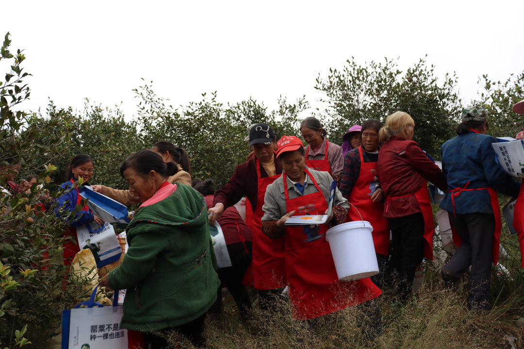 綏寧縣公安局規(guī)范油茶采摘秩序及森林防火與禁毒宣傳勝利收官