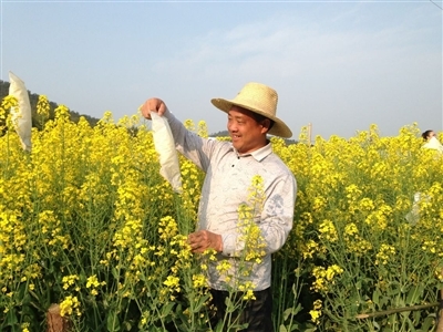 全國人大代表沈昌?。? 油菜花開幸福到