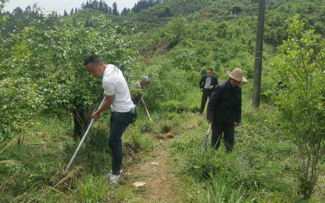 油茶基地黨旗飄飄 一一訪中方縣新路河鎮(zhèn)大竹村現(xiàn)場記實(shí)