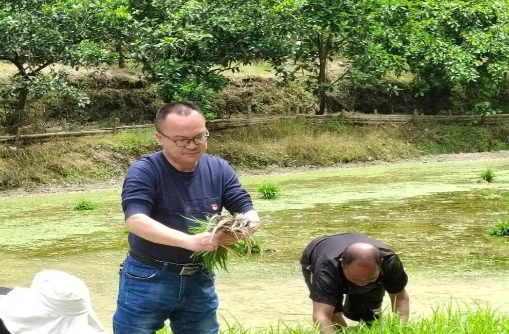 芷江冷水溪鄉(xiāng)中學(xué)：黨員田間踐初心，支農(nóng)插秧助春耕