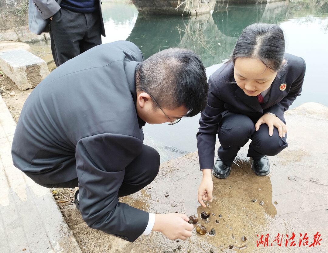 雙峰檢察：福壽螺泛濫，檢察建議助力福壽螺防治工作