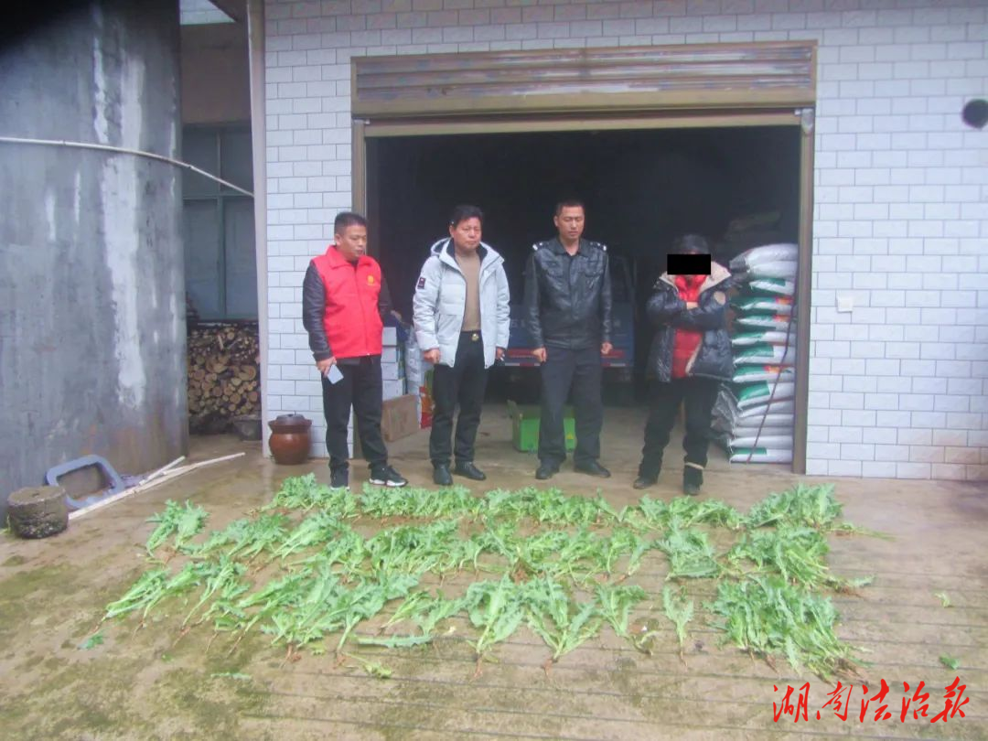 開墾菜地種植92株罌粟！ 臨澧一男子被依法行拘