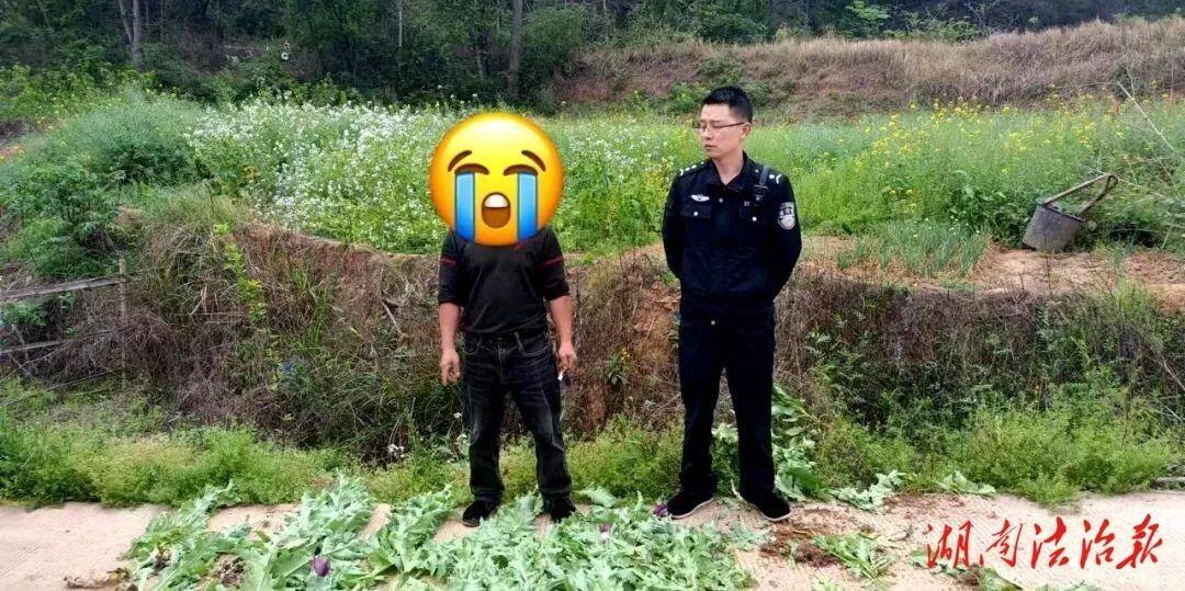 罂粟不是特效药,非法种植要处罚_邵阳头条网