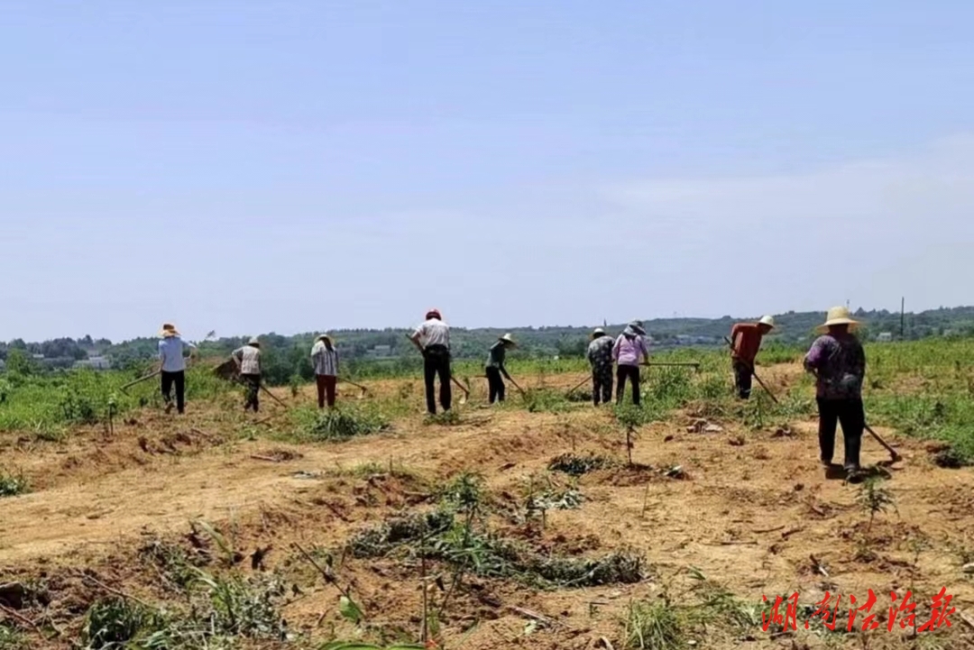 自己富了 還要帶領(lǐng)村民致富——記臨澧縣人大代表、修梅鎮(zhèn)沃沙村黨總支書記劉忠革