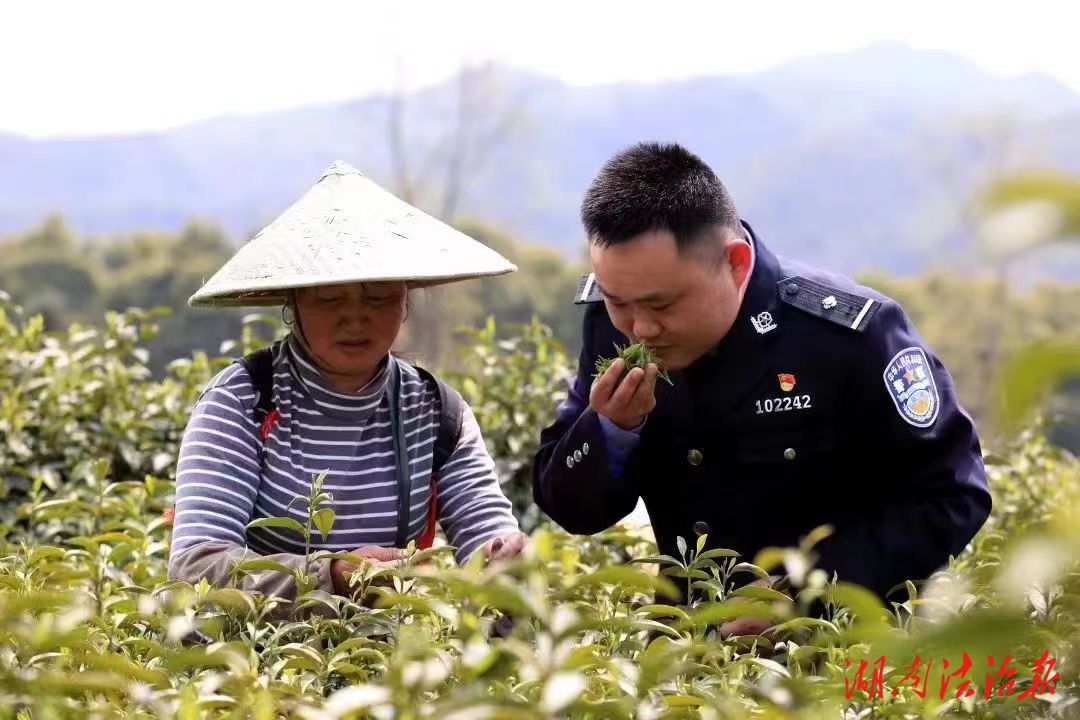 桃源：春來采茶忙 茶園有“警”色