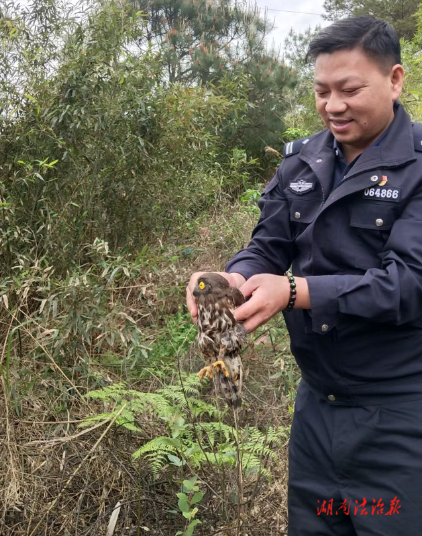新宁县森林公安部门 救助并放生一只国家二级保护动物_邵阳头条网