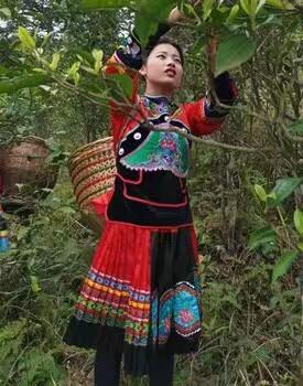 峒茶香飘苗乡城步_邵阳头条网