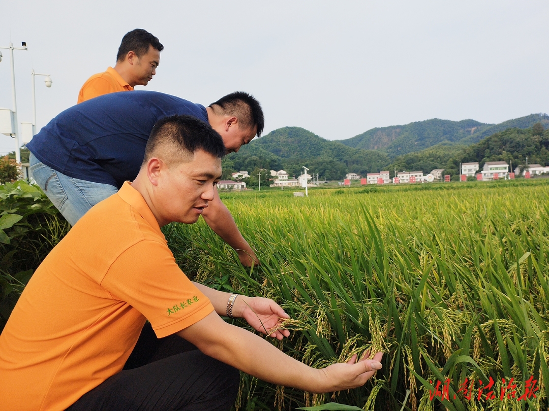 桃江田野金燦燦，“大隊(duì)長(zhǎng)農(nóng)業(yè)”顯身手