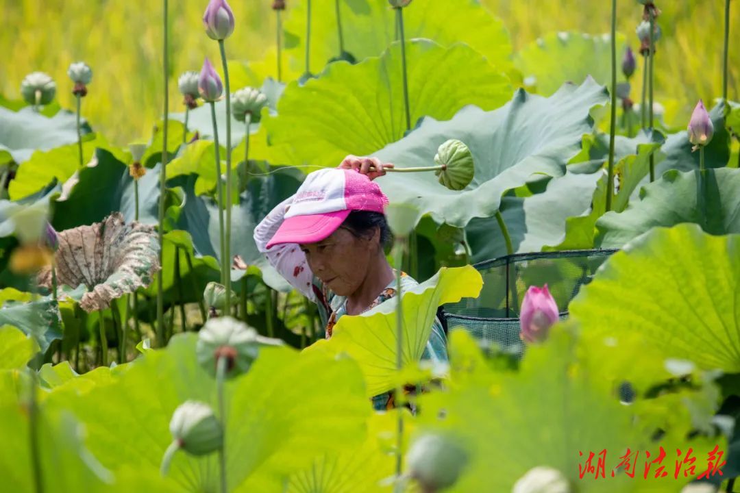 最美“荷”景繪就蓮蓬豐收季