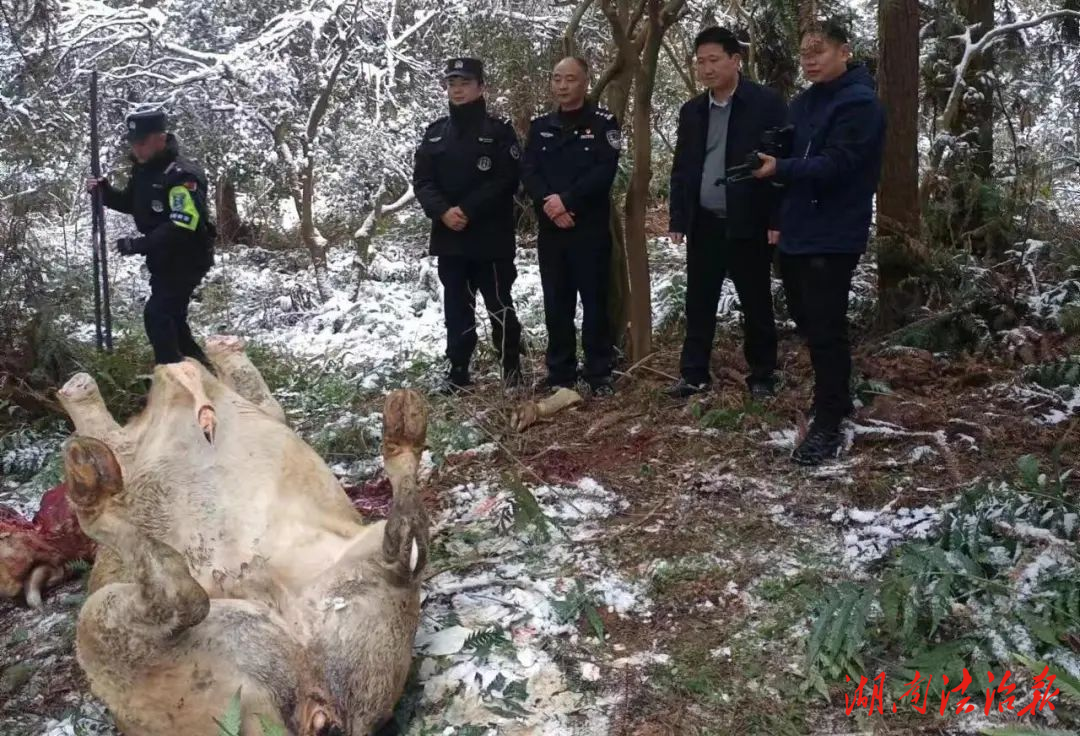 “瘋?！北┳?，特警果斷開(kāi)槍擊斃