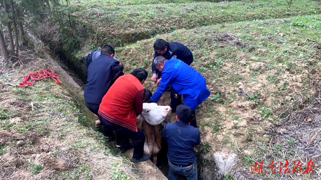 牛失前蹄掉水渠 警民合力齊救援