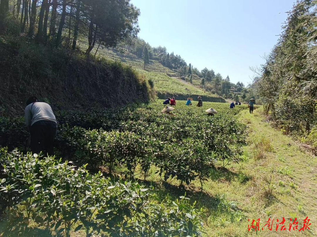 古丈縣坪壩鎮(zhèn)叭喇村：村集體經濟茶葉搶鮮開采