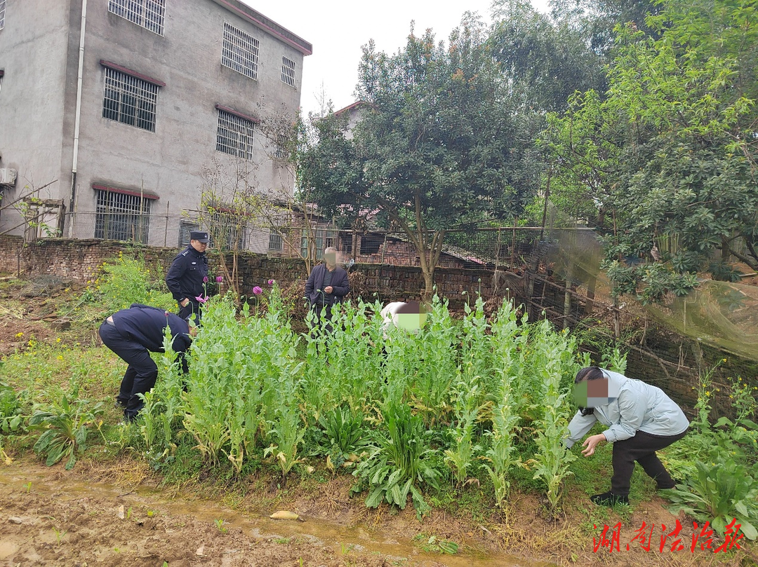 能治感冒？種植違法