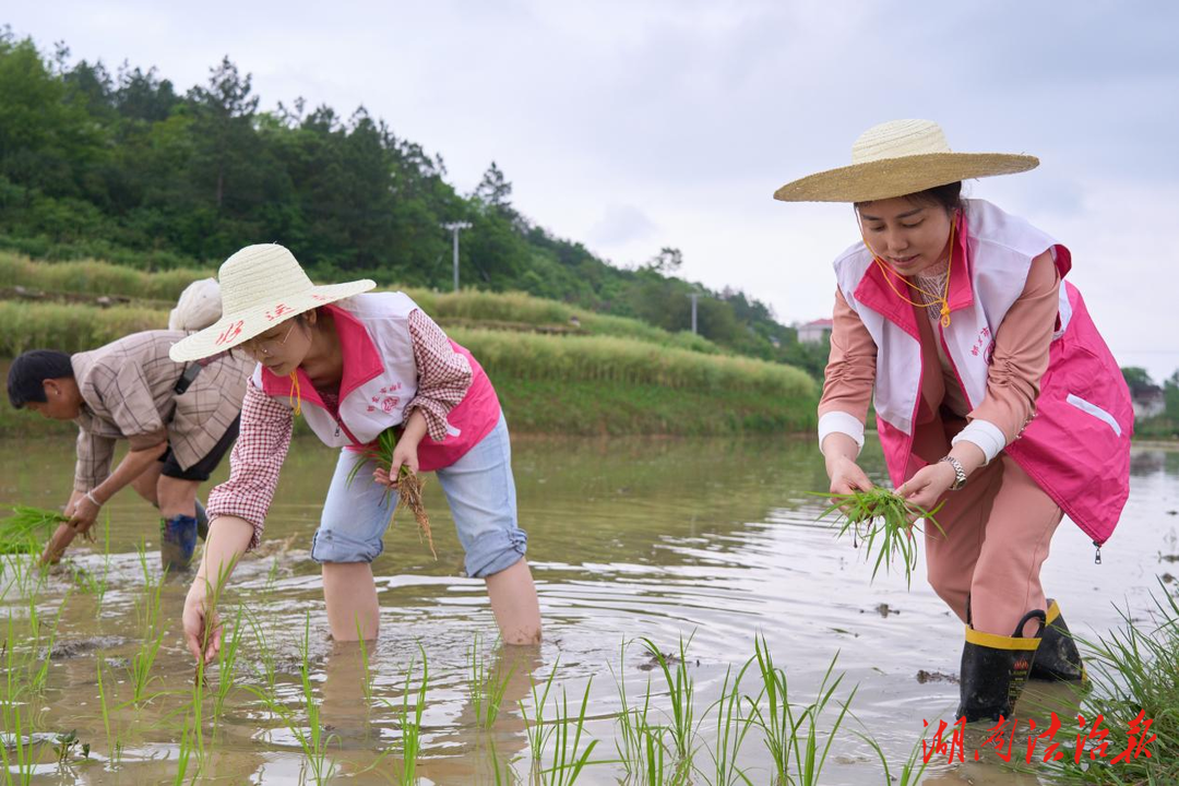 邵東：巾幗興糧節(jié)糧 助力鄉(xiāng)村振興