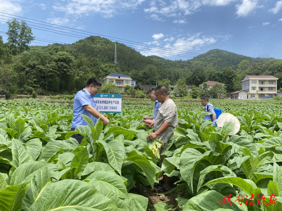 踐行為民辦實事 田間地頭護農(nóng)安