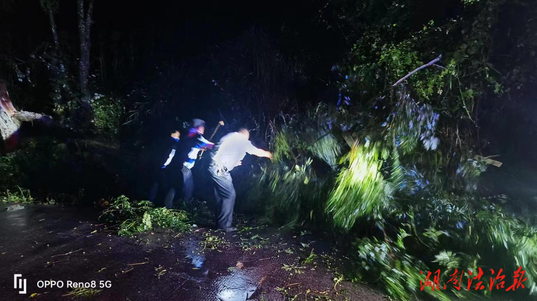 【夏季治安打擊整治】暴雨刮倒大樹 花垣公安民警冒雨清理路障保暢通