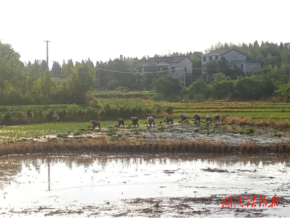 石鼓區(qū)角山鎮(zhèn)：晚稻插秧忙 糧食有保障