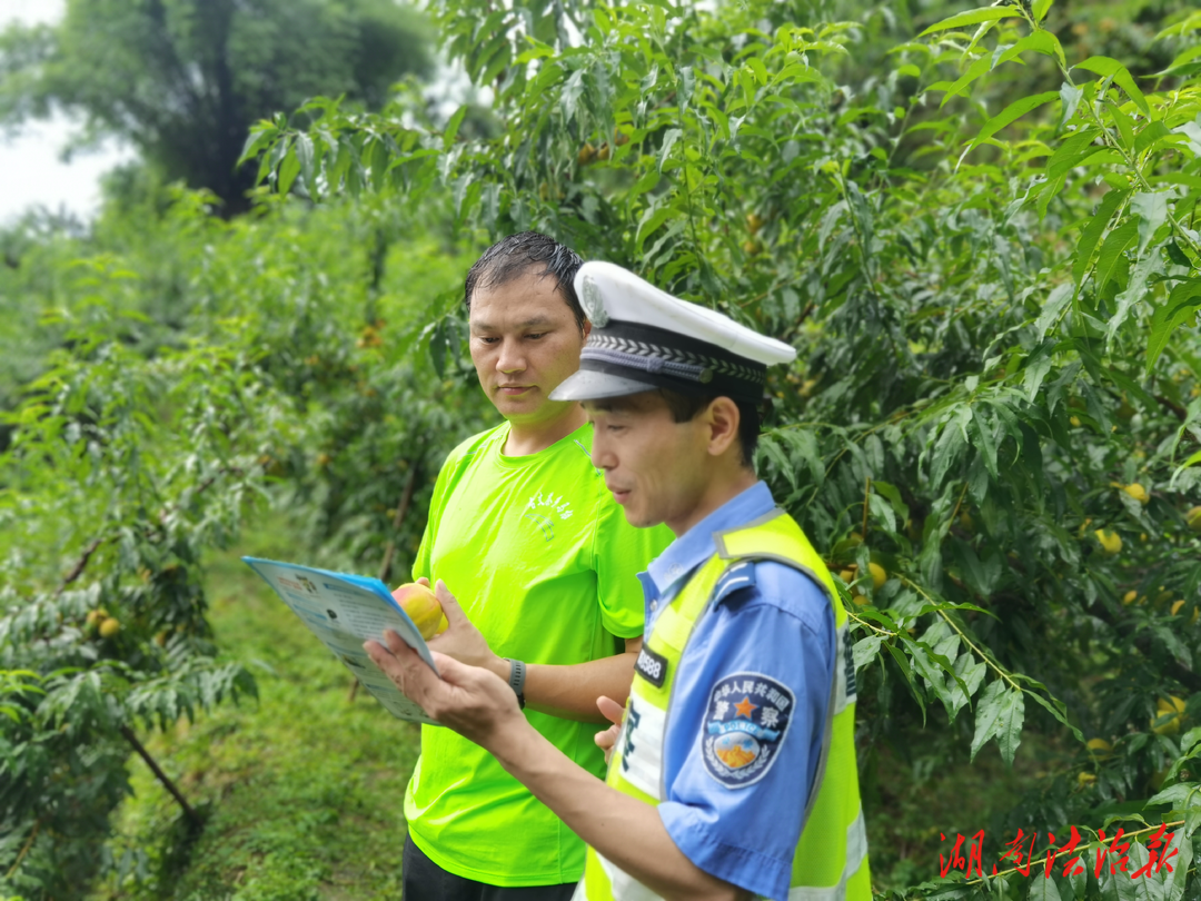 夏日果園飄果香，古丈交警助農(nóng)忙