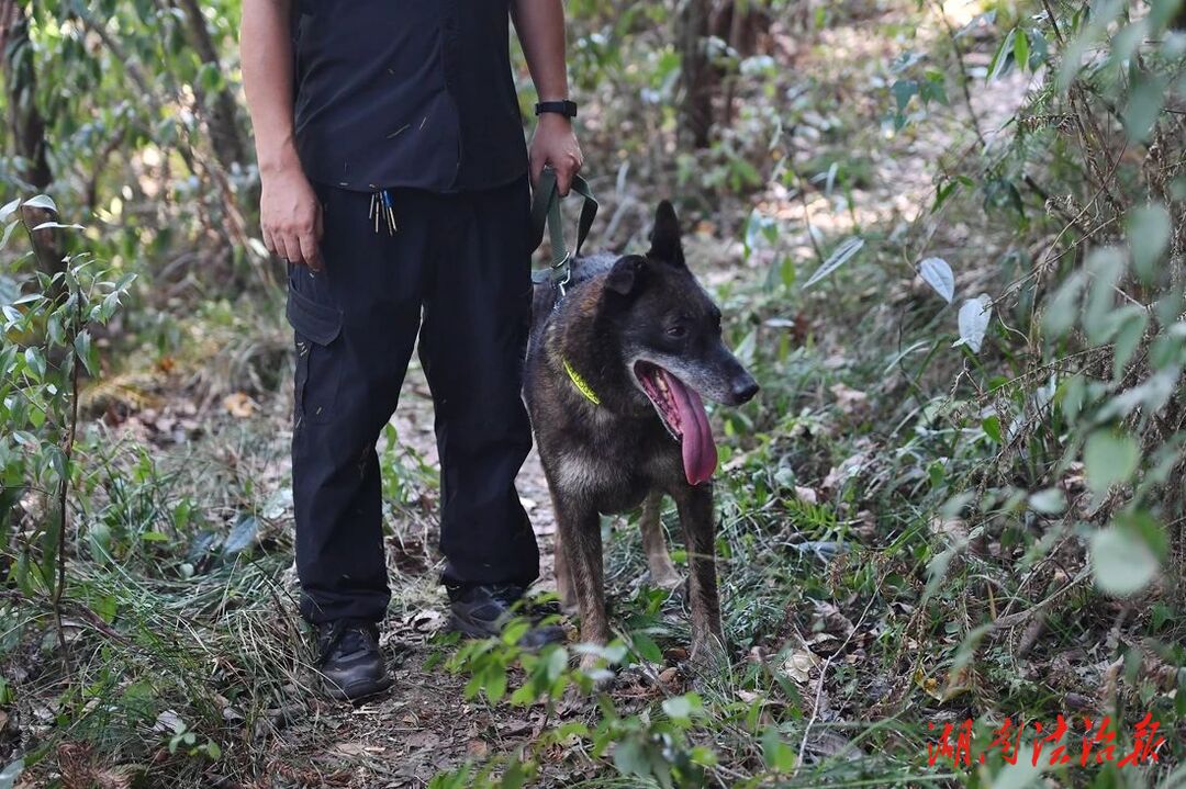 立大功!警犬“石頭”嗅源尋回86歲老人