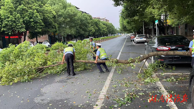 道縣：樹木倒地阻交通 交警化身“搬運工”