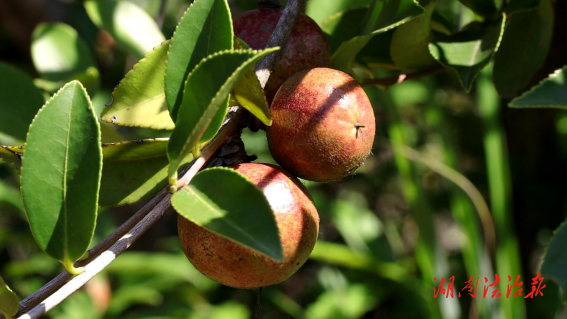 衡陽(yáng)縣：56.6萬(wàn)畝油茶豐收采摘忙