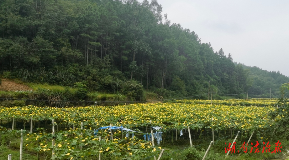 “蔬”寫鄉(xiāng)村振興好“絲”路 冷水灘區(qū)法院調(diào)研沙子坳村