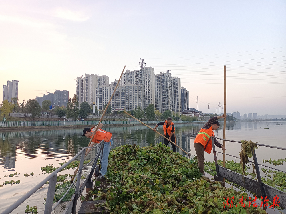 冷水灘區(qū)環(huán)衛(wèi)和園林中心：全力“清剿”水葫蘆，時(shí)刻守護(hù)湘江水域生態(tài)環(huán)境