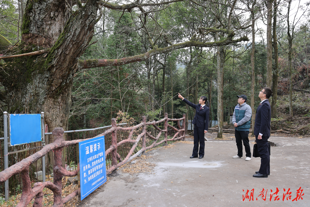 跨越千年 傳遞生生不息的力量 ——瀘溪縣檢察院公益訴訟守護(hù)千年銀杏古樹