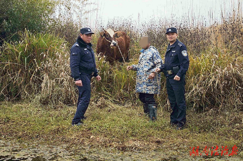 新田：村民走失黃牛 民警幫助找回