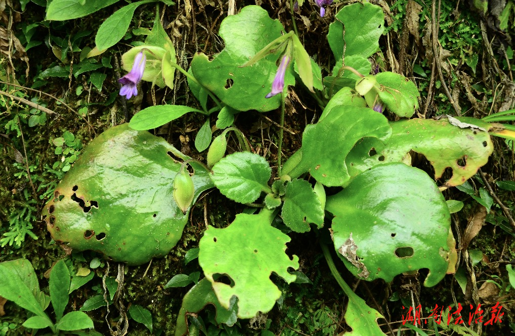 生長(zhǎng)在峭壁的罕見(jiàn)花朵！雙牌陽(yáng)明山發(fā)現(xiàn)珍稀植物新種