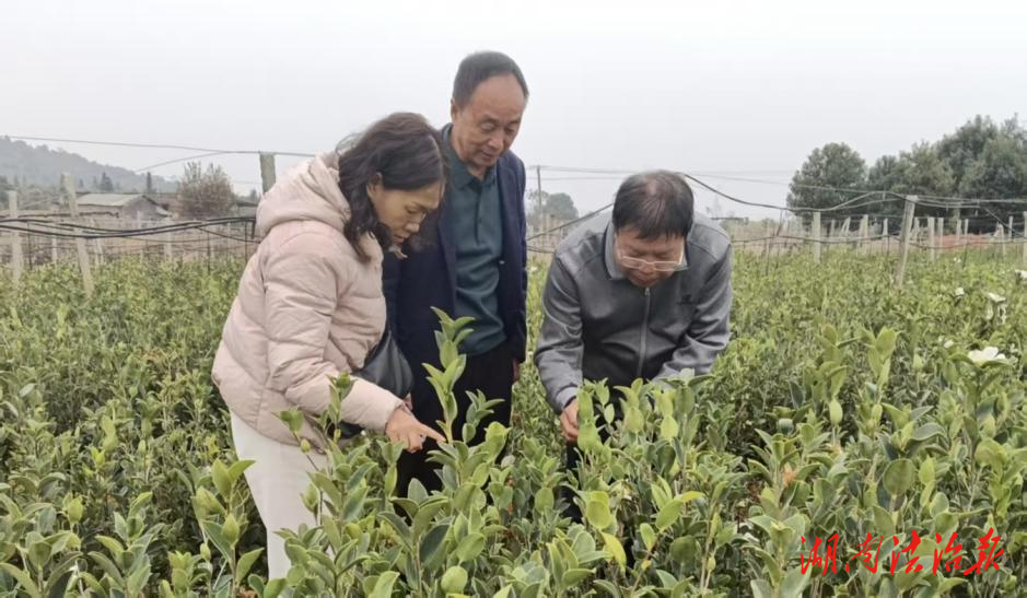 道縣強化苗木產地檢疫 確保造林質量安全