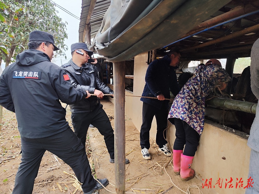 祁陽公安成功處置失控驚牛