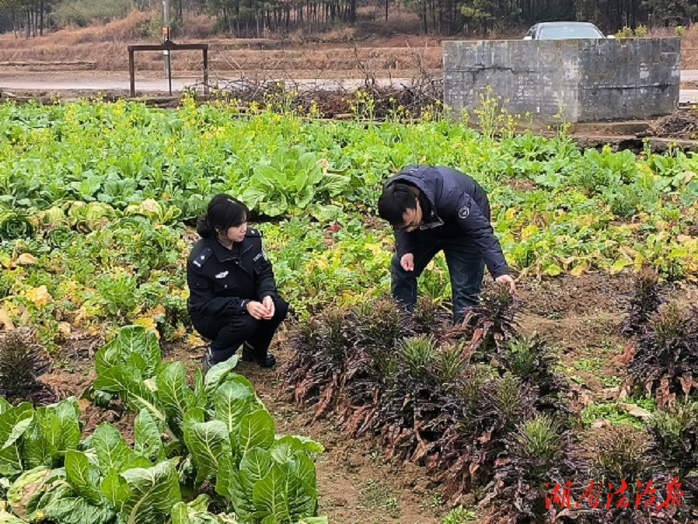 新田縣大坪塘鎮(zhèn)開展禁種鏟毒踏查活動