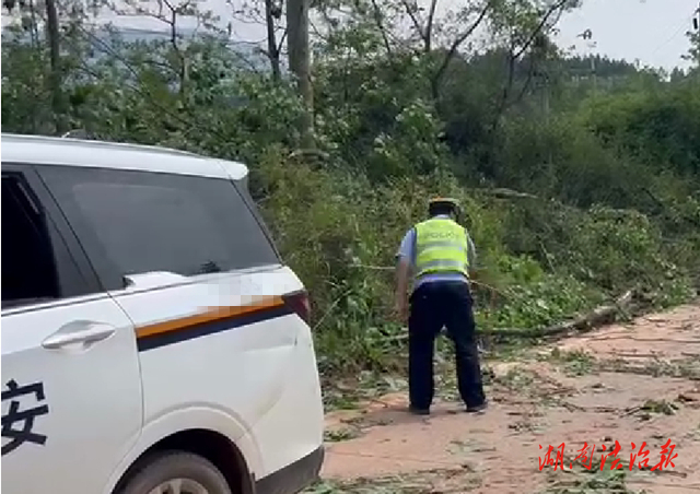 道縣：樹枝掉落路面存隱患 交警清理保暢通
