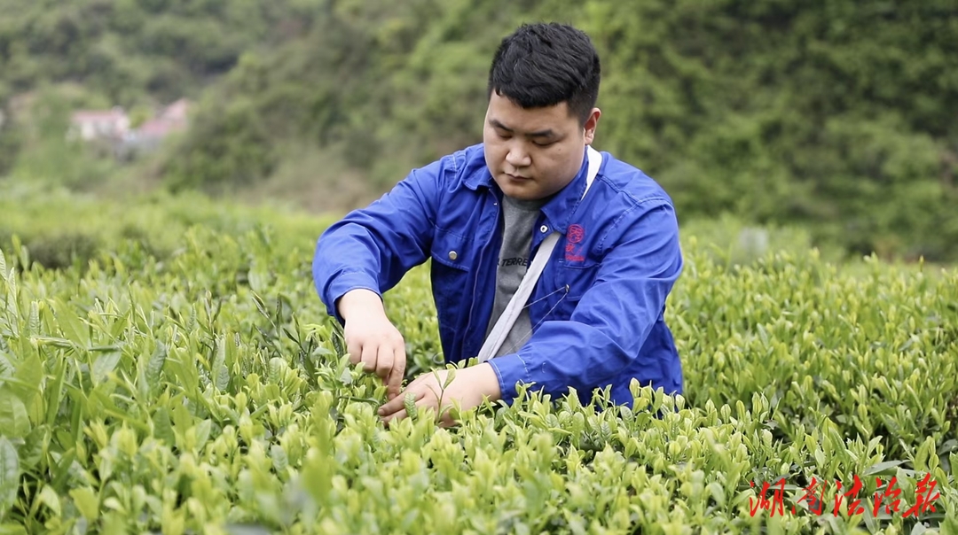 鄧鵬飛，執(zhí)著攀高的新茶人