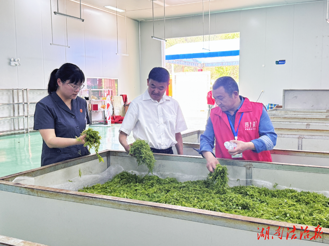 天門山法庭：法治護(hù)航茶香遠(yuǎn)，司法賦能產(chǎn)業(yè)興