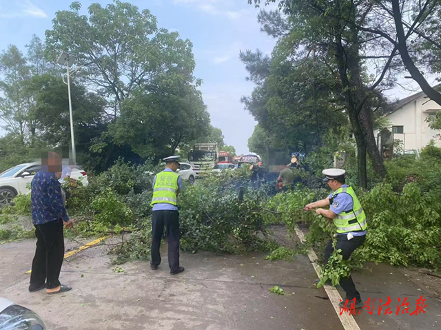 道縣：國道上傾倒樹木阻交通 交警清理保暢通