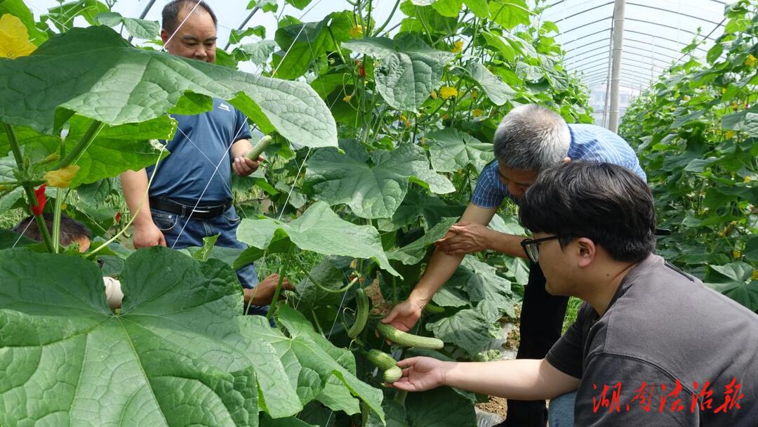 雙峰縣青樹坪鎮(zhèn)鄧廣濤： 接好班 ，種好菜 ，綠色食品“人人愛”