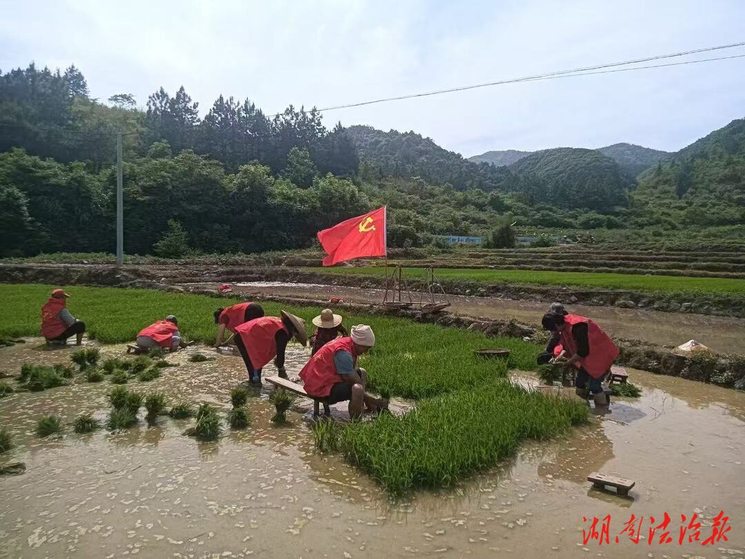寧遠(yuǎn)縣中和鎮(zhèn)：不負(fù)農(nóng)時(shí)不負(fù)春 黨員干部插秧忙