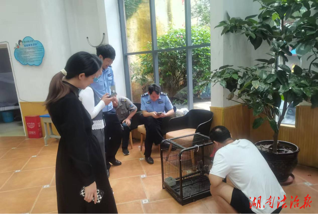 江永縣幼兒園驚現(xiàn)斑林貍 多部門聯(lián)合救助并成功放生