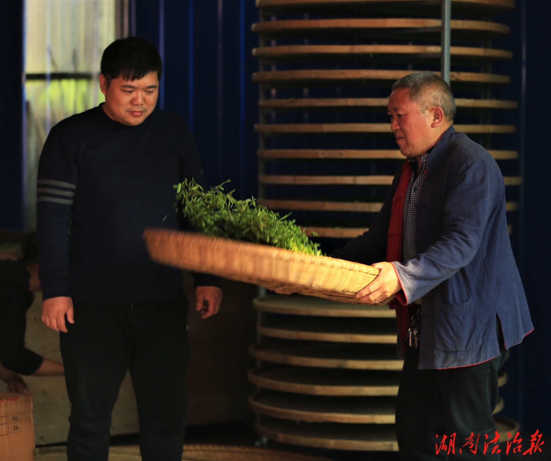 向鳳龍：守一座青山傳承  “貢茶”文化的新茶人