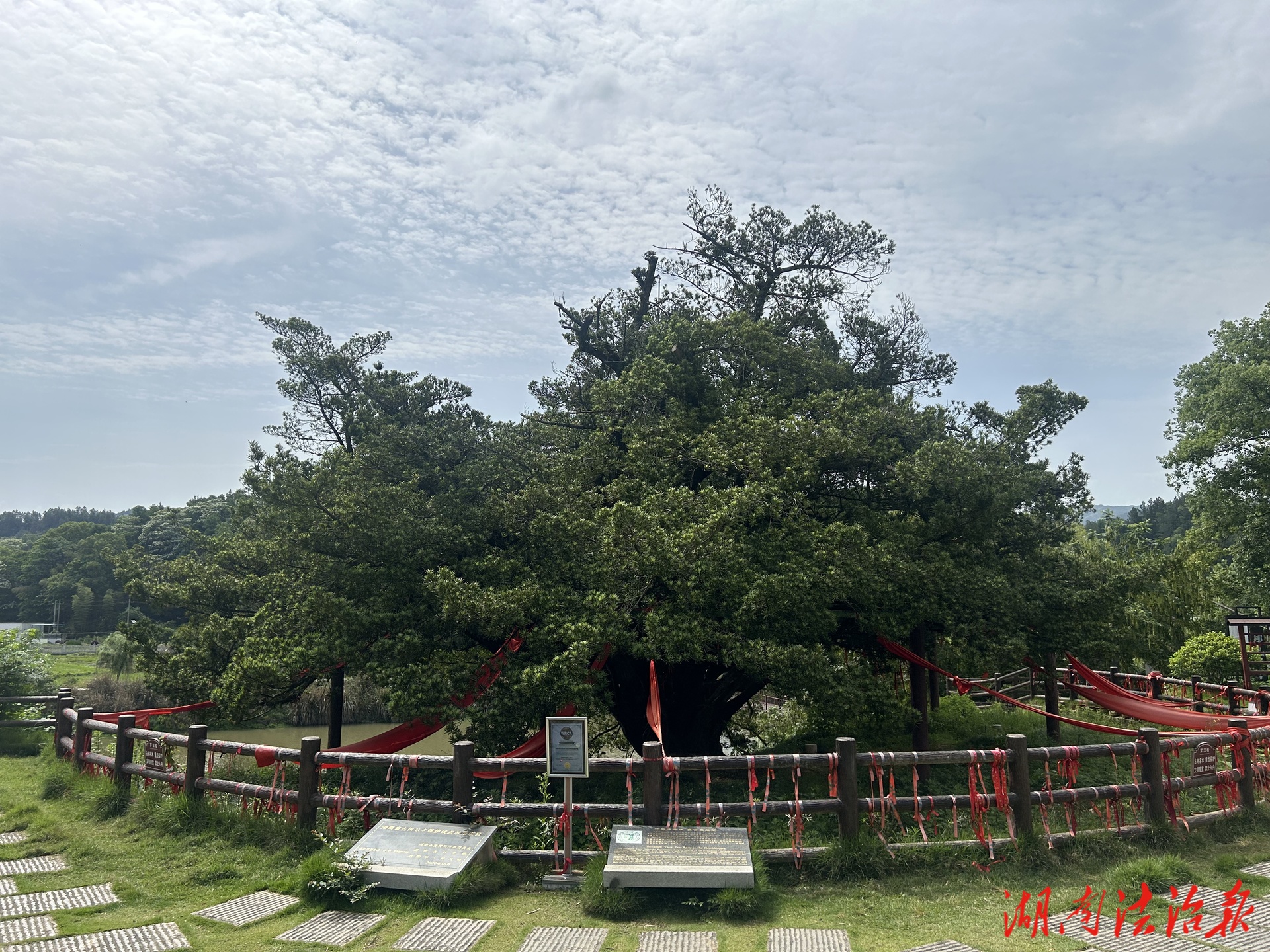城木相依，法護長情 | “守護古樹就是守護家鄉(xiāng)的魂”  世界“最老”羅漢松在情與法中守望下一個千年