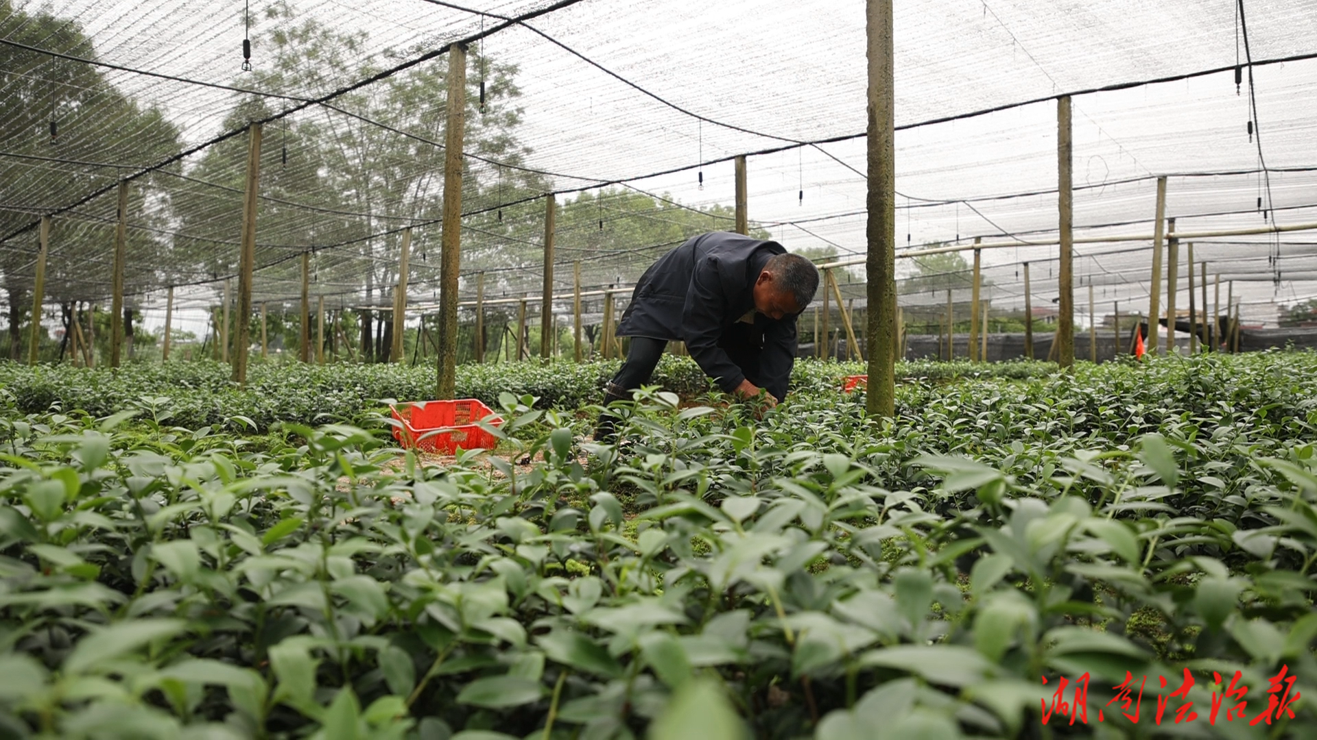 道縣注重林業(yè)科技服務(wù) 培育優(yōu)良油茶苗木