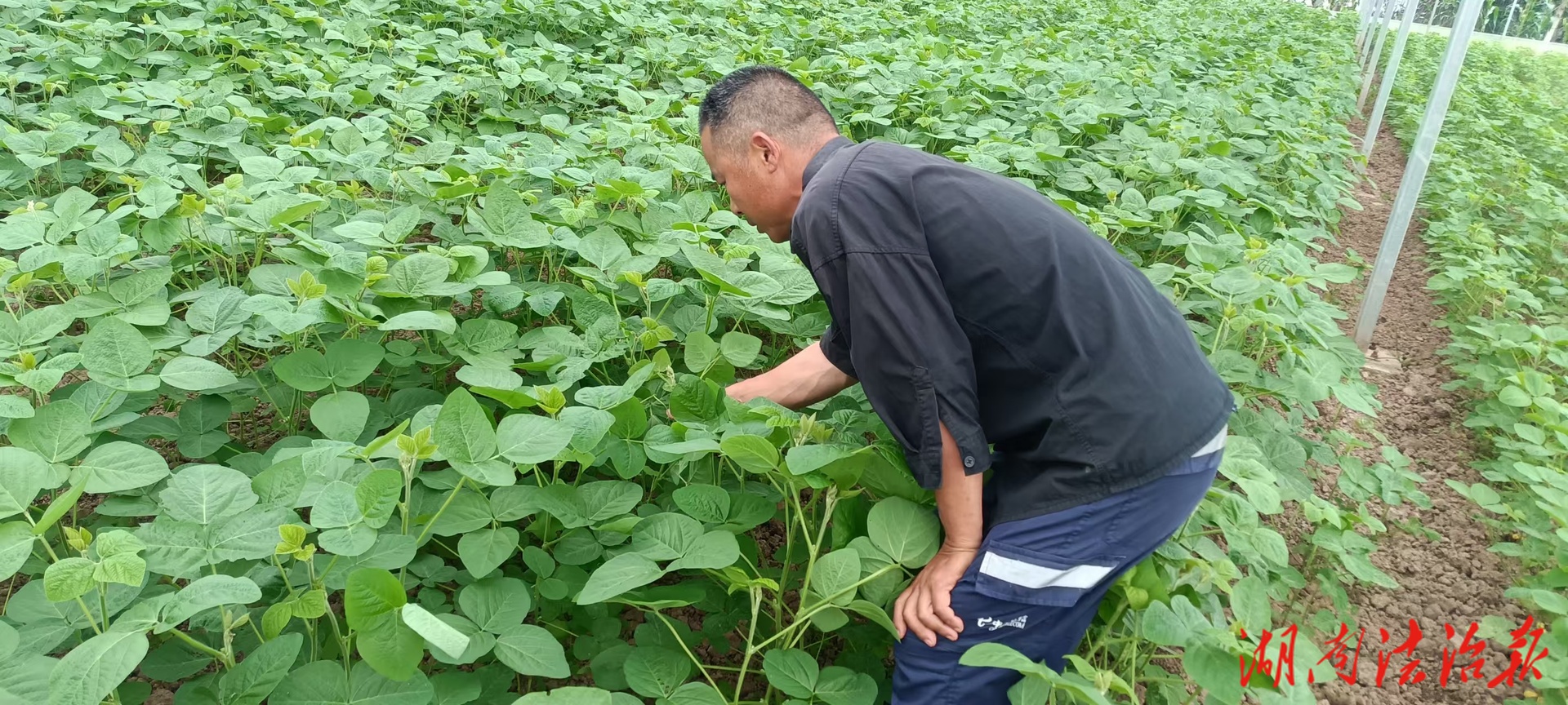 大通湖區(qū)“5個扎實” 確保農(nóng)作物茁壯成長