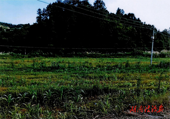 稻田里的司法守護(hù)——衡陽市中院守牢耕地紅線解紛紀(jì)實(shí)