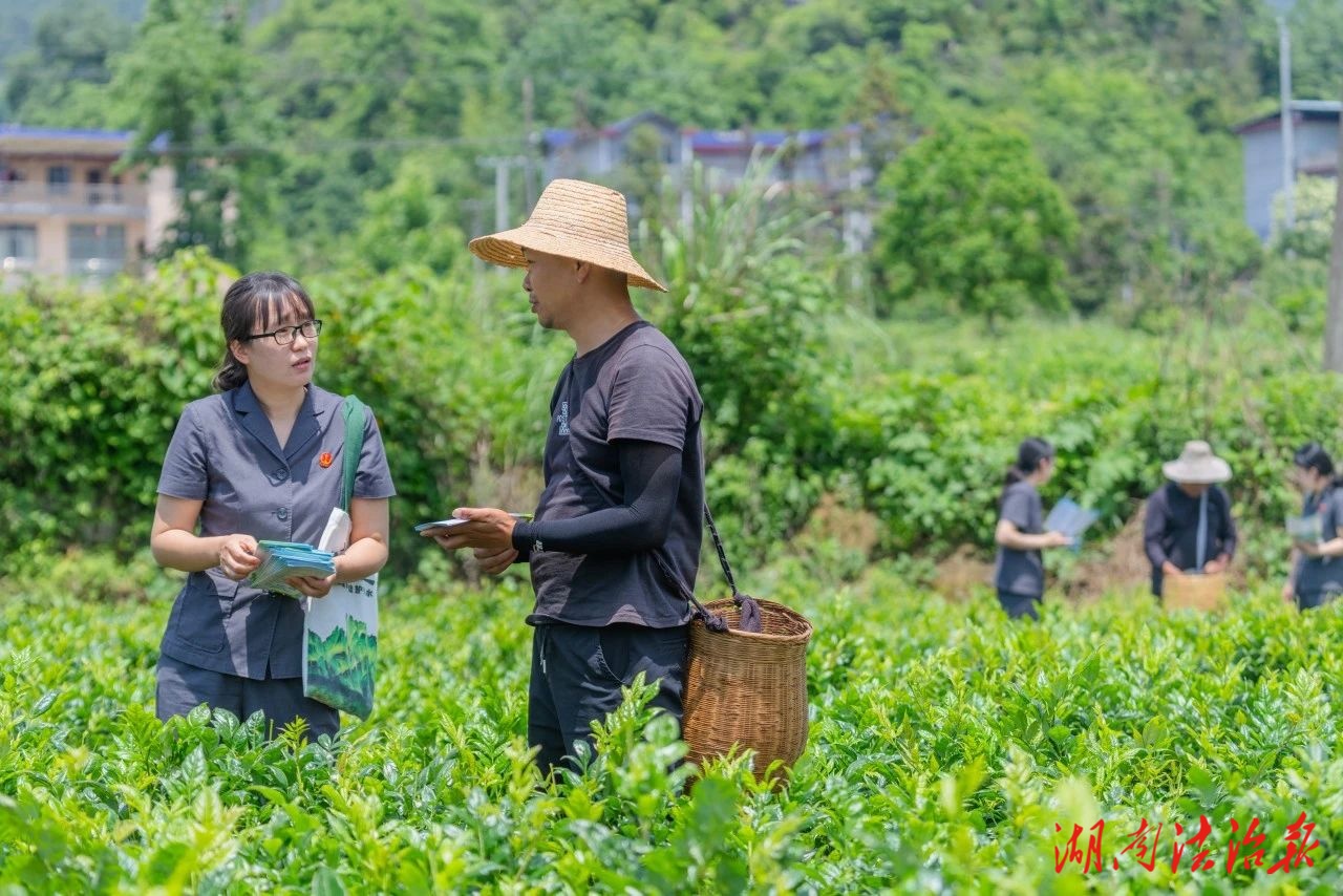 永定法院：守護(hù)綠水青山 共建美麗中國