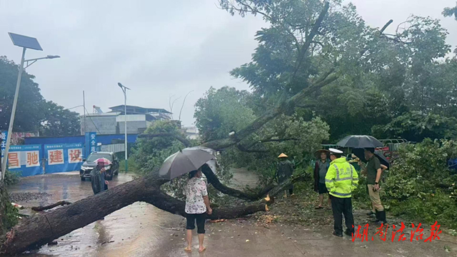 道縣：大風(fēng)刮倒大樹“攔”路 警民合力清理保暢通