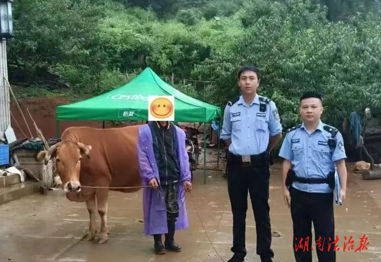 牛牛走失群眾急 民警演繹“尋牛記”
