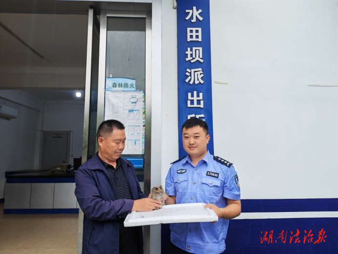 龍山公安：警民同心攜手救助“迷路”領(lǐng)角鸮