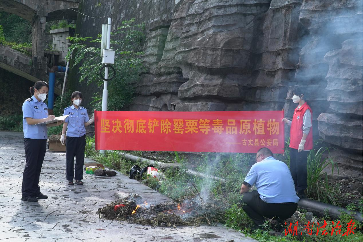 古丈公安集中銷毀628株毒品原植物罌粟 嚴(yán)打非法種植絕不姑息